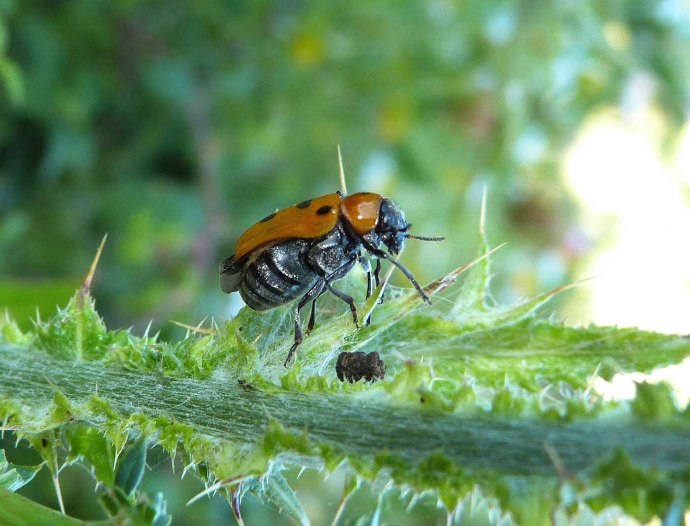 Coptocephala sp. (Chrysomelidae) No. Tituboea biguttata